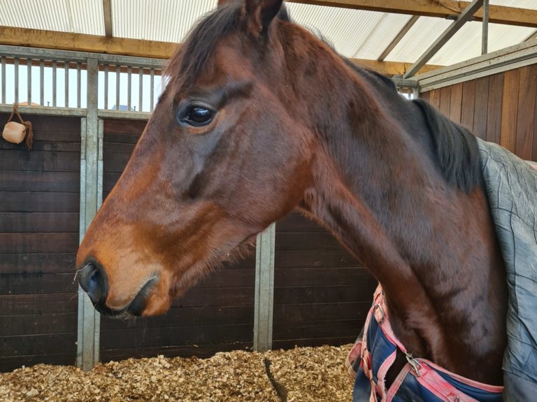 Coldstream stables